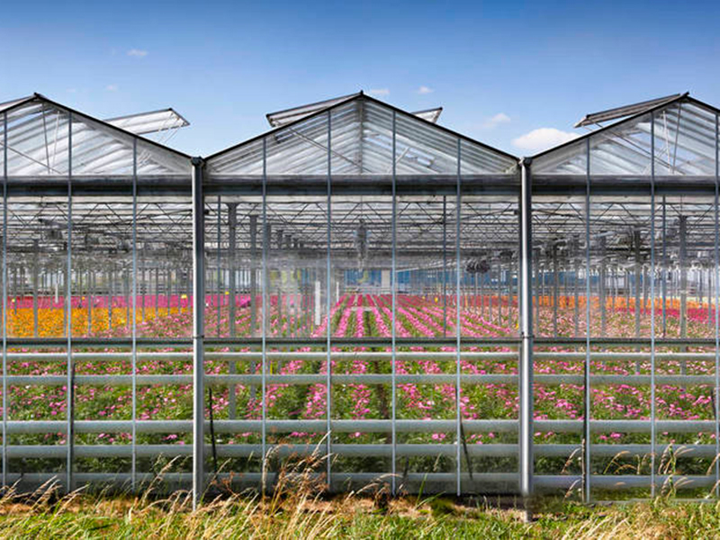 теплицы Венло