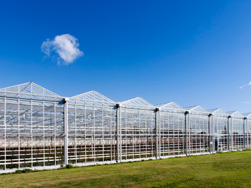 теплицы Венло