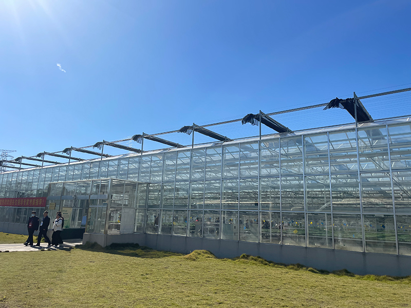 теплицы Венло