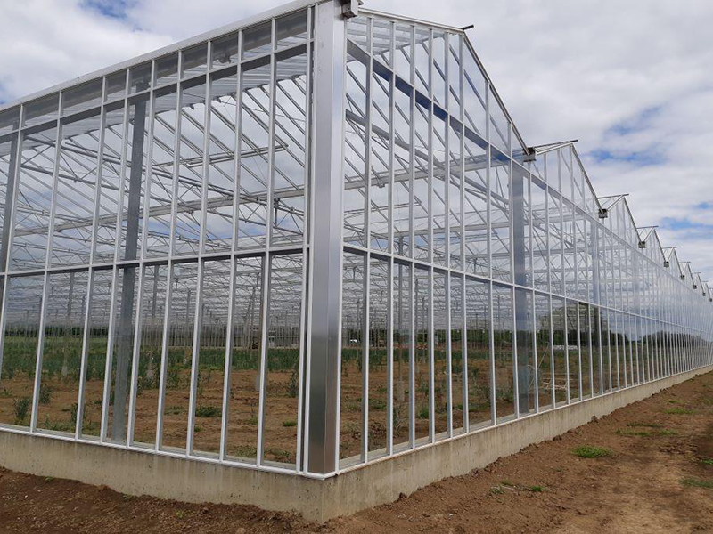 теплицы Венло