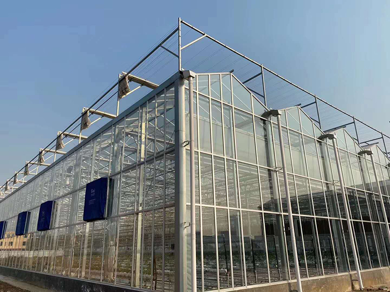 теплицы Венло