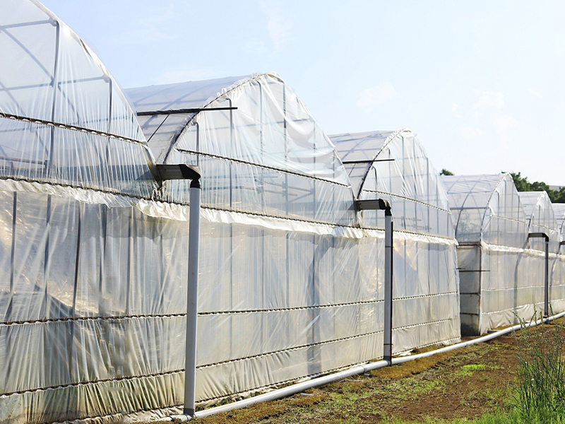 Multi Span теплицы