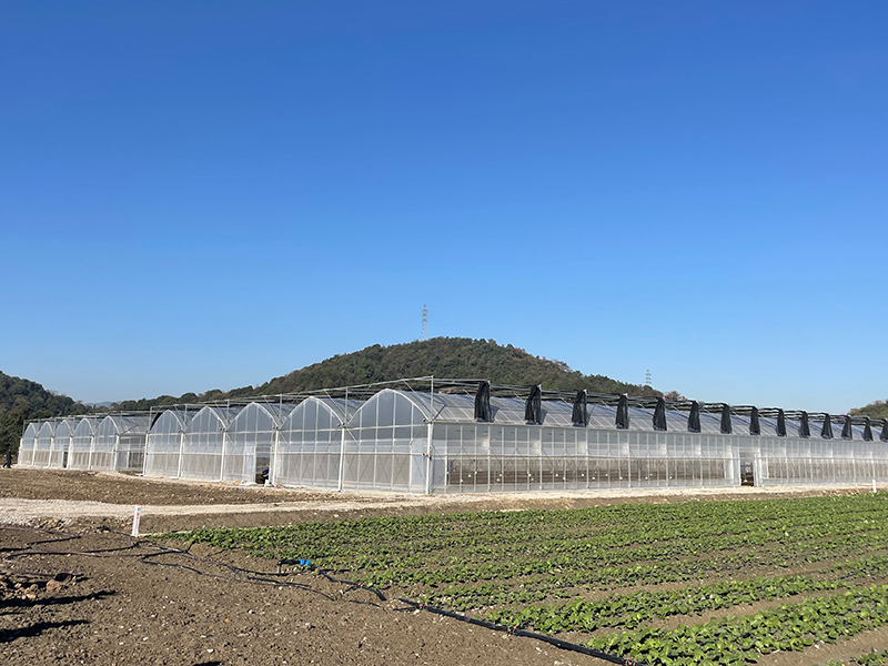 Multi Span теплицы